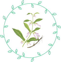 上気道炎に効くチモール配合